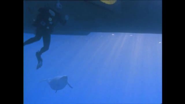 Прогулки с морскими чудовищами. Найджел Марвен