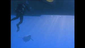 Прогулки с морскими чудовищами. Найджел Марвен