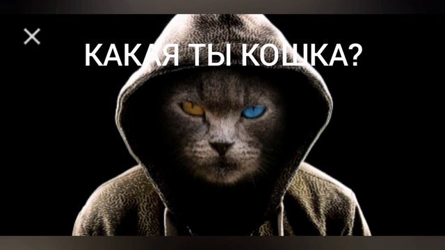 Какая ты кошка тест смотреть онлайн