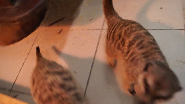 Контактный зоопарк ЧАСТЬ 2 смотреть онлайн