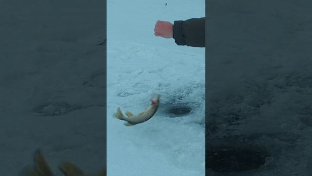 Щучка на жерлицу.mp4 смотреть онлайн