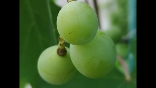 Huawei P20 Pro - Обзор