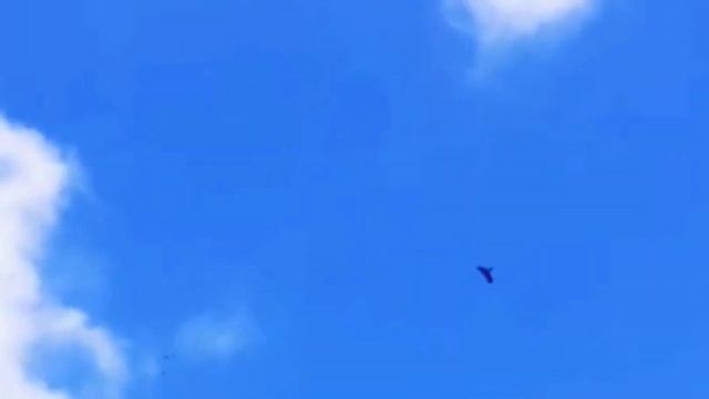 Сокол Сапсан Атаковал и поймал голубя. Falcon Peregrine attacked and caught a pigeon смотреть онлайн