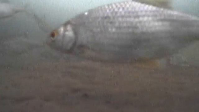 Рыбалка в Уртазыме! Февраль 2016! 10 дней без связи!!! смотреть онлайн