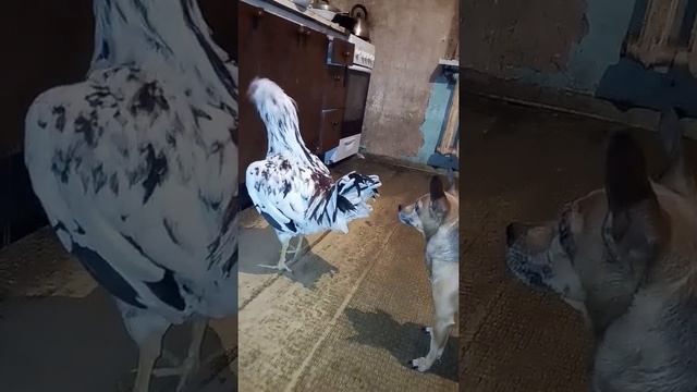 Мой петух орловский смотреть онлайн