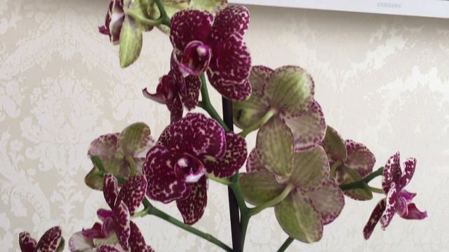 Новая орхидея у меня!! Счастье до небес)))) смотреть онлайн