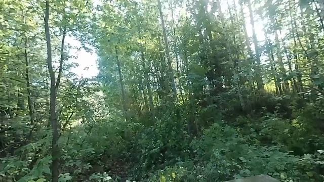Поездка в лес смотреть онлайн