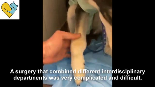 The poor dog fell into a tragic situation смотреть онлайн