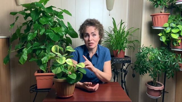 ПЕПЕРОМИЯ Тонкости Ухода смотреть онлайн