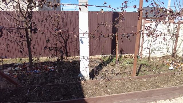 Ежевика весной уход, обрезка, подкормка и плодоношение. Ежевика лучше и проще малины смотреть онлайн