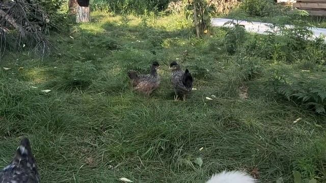 У нас колючий ГОСТЬ/ ЦЫПЛЯТА, Котята, ЧИСТКА КУРЯТНИКА/ ЖАРА 40+ смотреть онлайн