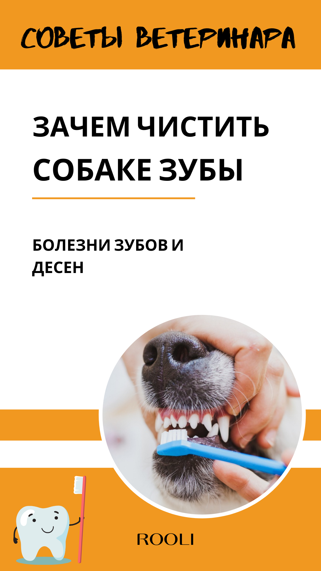 Зачем чистить зубы собаке. Все о пользе чистки зубов питомцу. Болезни зубов и десен у собак. смотреть онлайн