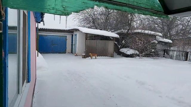 Снежная пурга 12.01.2021 новый год по китайскому (лунному) календарю.