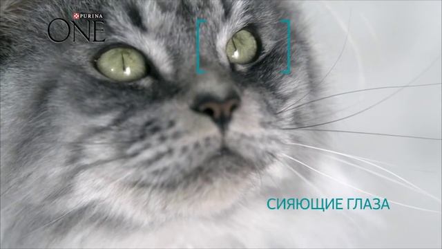 Видимый результат за 21 день с PURINA ONE® смотреть онлайн