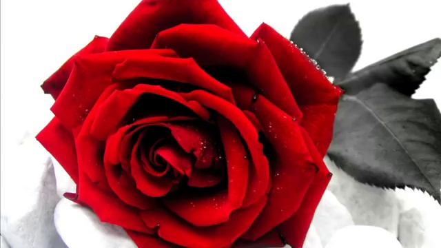 Rose Rosse - Massimo Ranieri