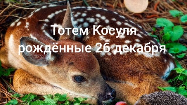 Тотем Косуля рождённые 26 декабря