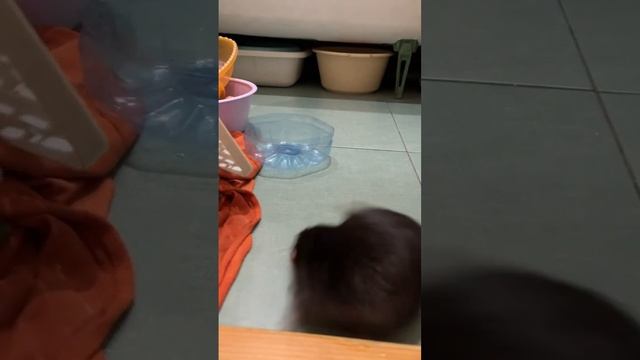 Не капельки не стыдно этой крысе. #rat #animal #крысы #животные смотреть онлайн