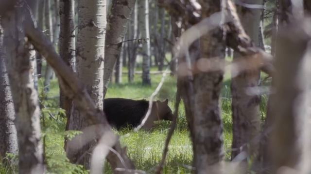 This Bear Grabbed Carol Marshall by her Butt and Pulled her down a Tree to Eat Her смотреть онлайн