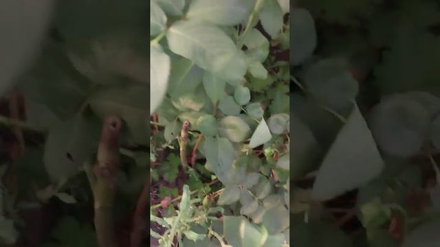 Роза 🌹 Анастасия. Красавица -первогодка #омск #summer #garden #розы #дача смотреть онлайн