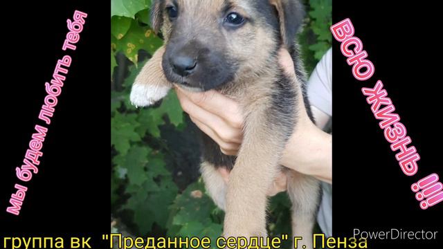 #животные_в_добрые_руки, #ищем_дом смотреть онлайн