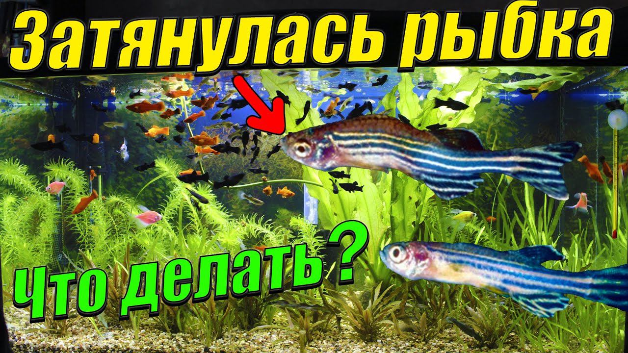 Затянулась аквариумная рыбка! Что делать? смотреть онлайн