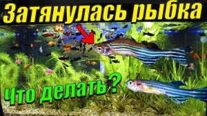 Затянулась аквариумная рыбка! Что делать?