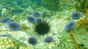 Глубины Моря