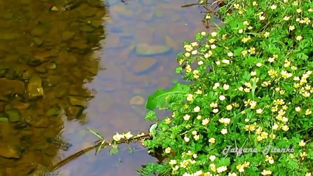 Мое Лето My Summer Шепчущий поток E's Jammy Jams смотреть онлайн