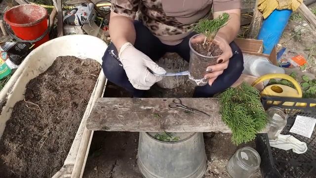 Черенкование туи. Все легко и просто смотреть онлайн