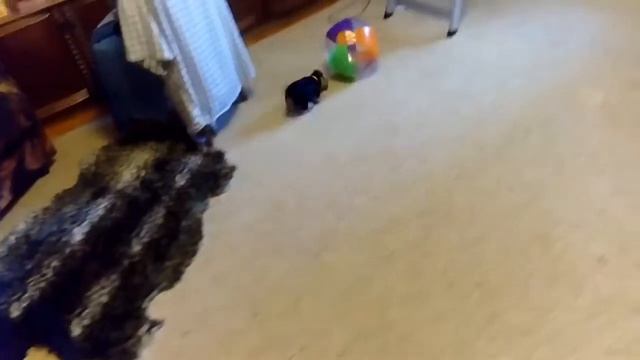 Щенок Йорка (1 месяц) играет с мячом смотреть онлайн