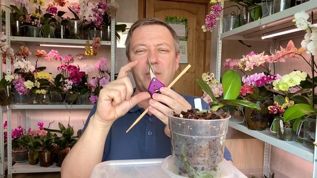 кормлю орхидеи для сочной листвы и пышного долгого цветения орхидей смотреть онлайн