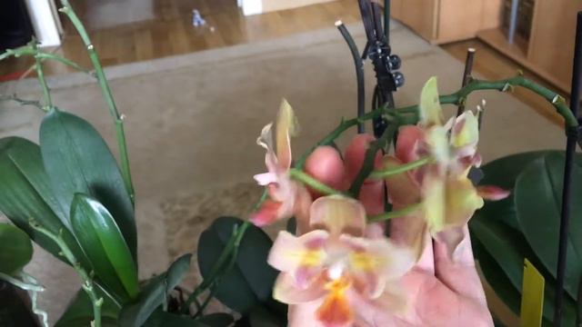 Мои цветущие орхидеи на 3 августа 2022 года. Поливаю и снимаю… смотреть онлайн