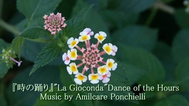 「時の踊り」(La Gioconda dance of the hours) смотреть онлайн