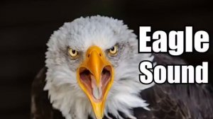 10 Minutes - Eagle Sound Effects - different Eagle sounds * HIGH QUALITY *