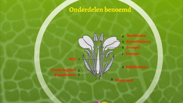 Voortplanting bloemen en planten смотреть онлайн