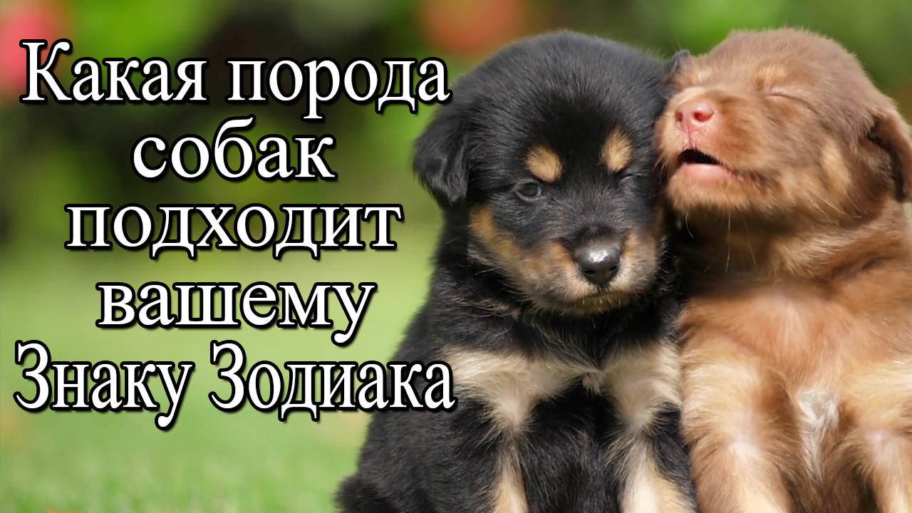 Какая порода собак подходит вам по знаку Зодиака смотреть онлайн