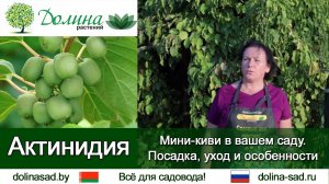 Актинидия - садовые "киви". Чем хорошо растение, когда ждать урожая и подойдет ли для средних широт?