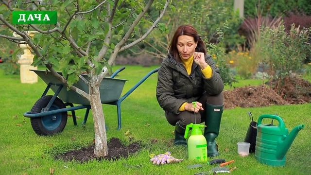 Уход за плодовым садом осенью - обработка, побелка, удобрения, полив//поэтапная инструкция смотреть онлайн
