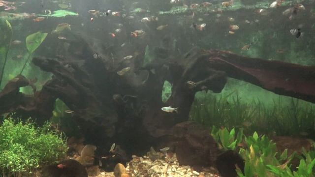 Sony FDR AX100 Handycam 4K/30fps Sample Movie- Colors of The Animals: Sony 4K Another World смотреть онлайн