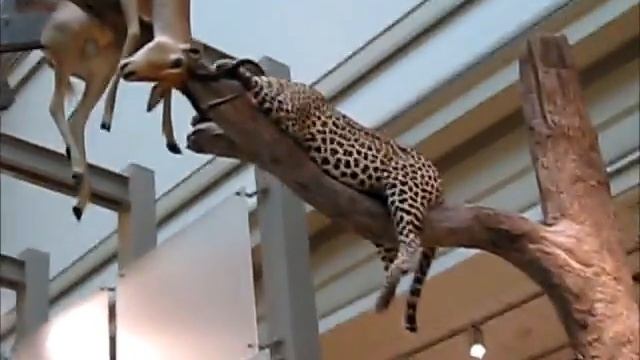 SMITHSONIAN INSTITUTION - Hall of Mammals - Natural History Museum - Washington, DC смотреть онлайн