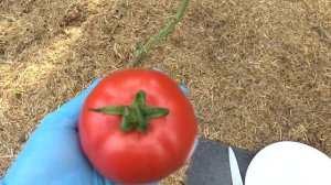 Обязательно посадите томат Т- 117 F1 (тип Мэй Шуай).