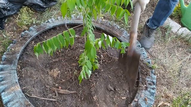 Сумах или уксусное дерево. Что это такое и зачем я посадила его на своем участке смотреть онлайн