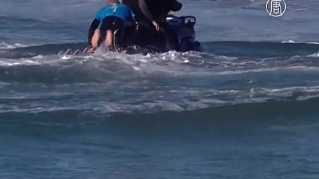 Акула напала на серфера на турнире J-Bay Open смотреть онлайн