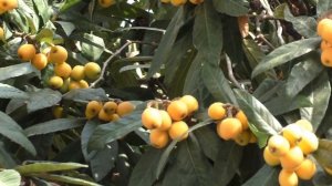 ЧЕМ ПОЛЕЗНА МУШМУЛА ТО ЧЕГО ВЫ НЕ ЗНАЛИ О СРЕДИЗЕМНОМОРСКОЙ ЯГОДЕ МУШМУЛА