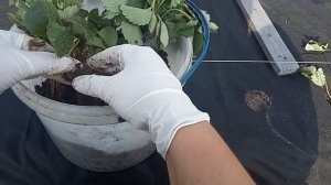 Посадка клубники с открытой корневой системой осенью: процесс от начала до конца