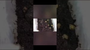 Можно ли вырастить колокольчик карпатский из семян без стратификации? ?Результат через год.