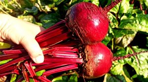 Этот сорт свёклы столовой просто Мечта Кулинара. Вкусная Свёкла без прореживания