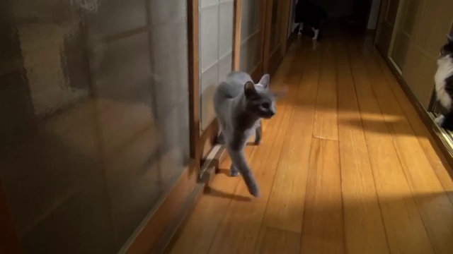 Кот, который умеет стучаться смотреть онлайн