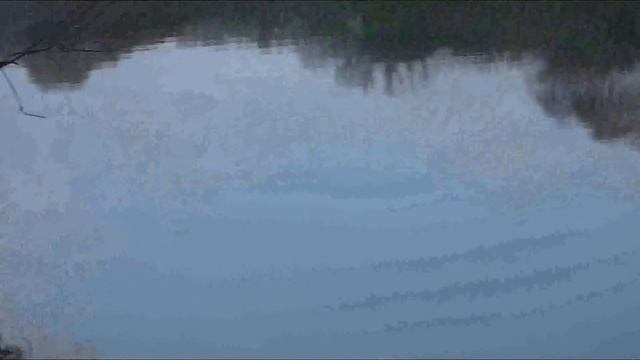 Лось в парке "Лосиный остров" 47кв.ул.Богатырский мост. смотреть онлайн