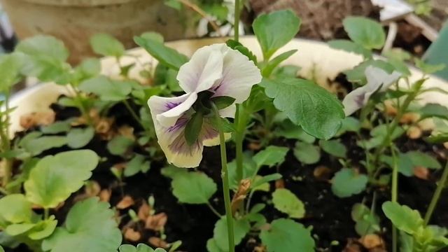 АНЮТИНЫ ГЛАЗКИ ???? Виола